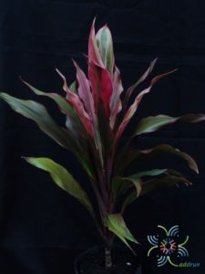 หมากผู้หมากเมีย เพชรน้ำหนึ่ง Cordyline fruticosa (L.) A.Chev. ‘Phetnamnueng’