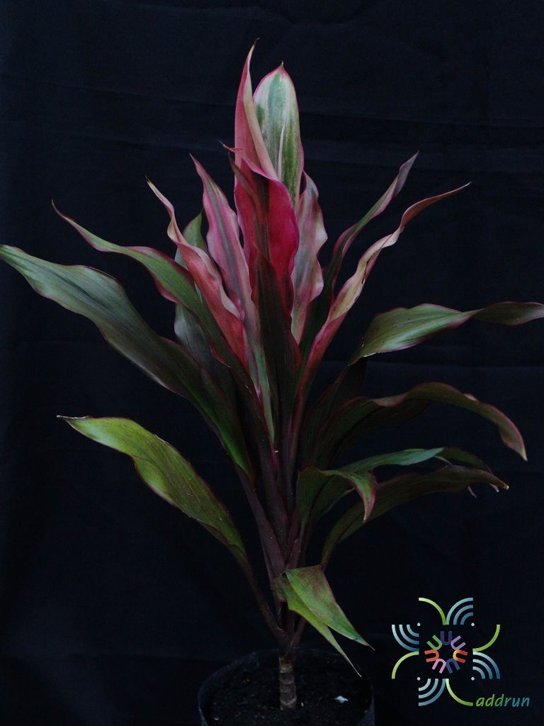 หมากผู้หมากเมีย เพชรน้ำหนึ่ง Cordyline fruticosa (L.) A.Chev. ‘Phetnamnueng’
