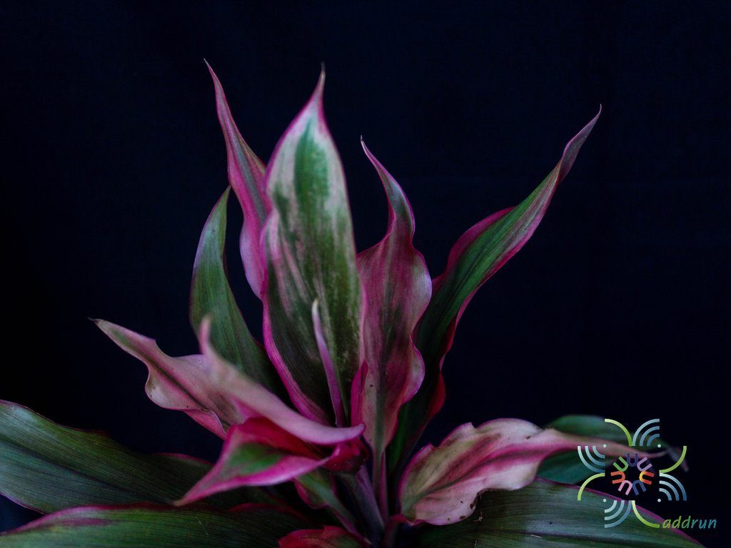 หมากผู้หมากเมีย เพชรน้ำหนึ่ง Cordyline fruticosa (L.) A.Chev. ‘Phetnamnueng’