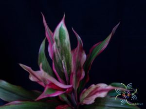 หมากผู้หมากเมีย เพชรน้ำหนึ่ง Cordyline fruticosa (L.) A.Chev. ‘Phetnamnueng’