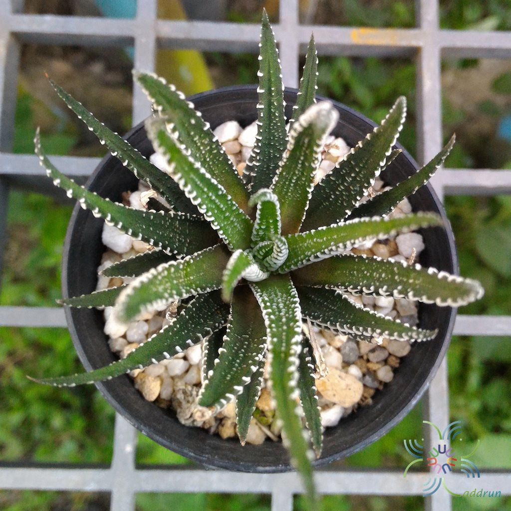 ม้าลาย Haworthia fasciata (Willd.) Haw.