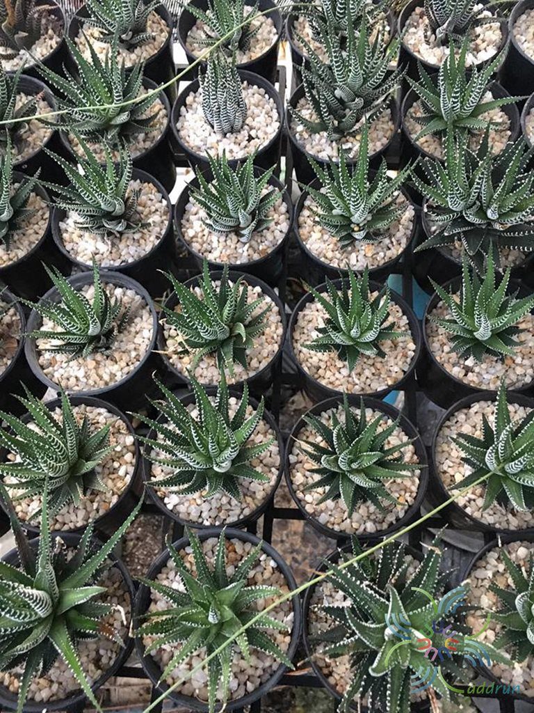 ม้าลาย Haworthia fasciata (Willd.) Haw.