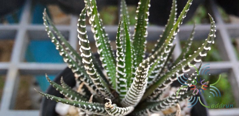 ม้าลาย Haworthia fasciata (Willd.) Haw.