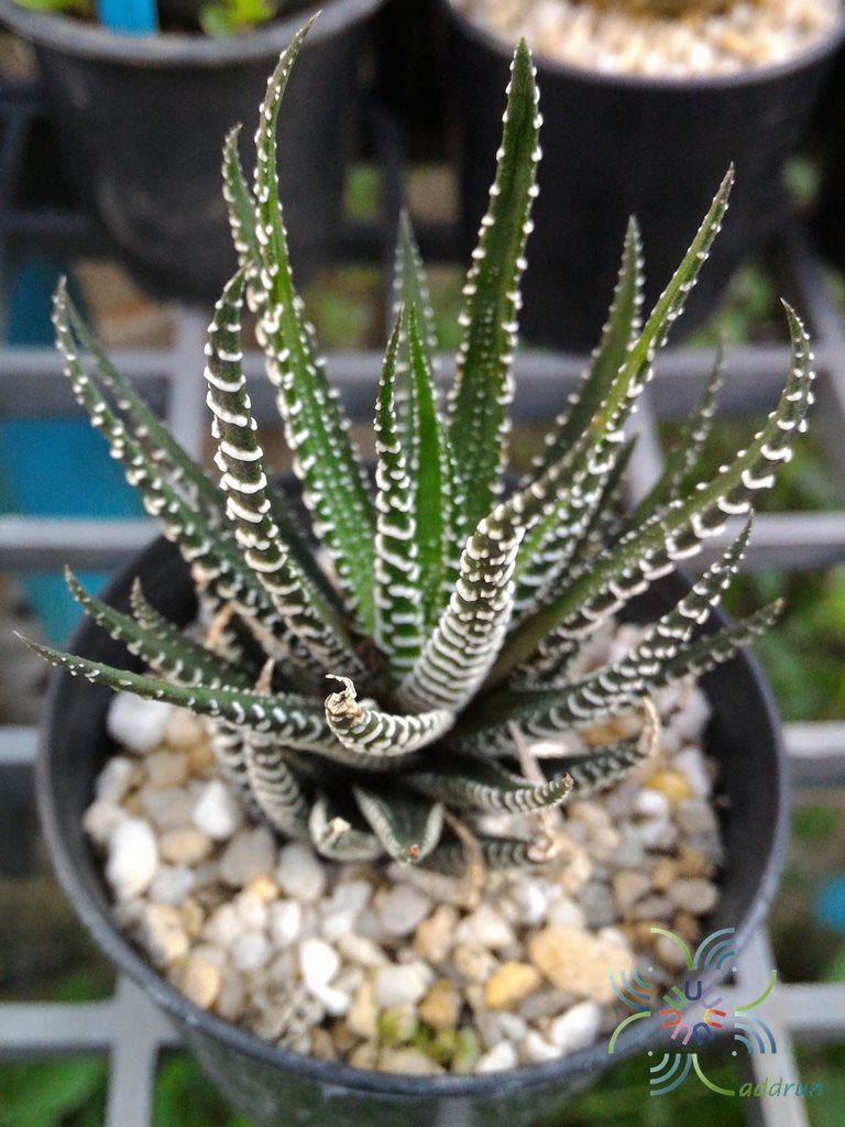 ม้าลาย Haworthia fasciata (Willd.) Haw.