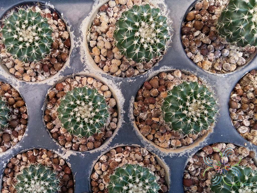 หมวกตุรกี Melocactus sp.