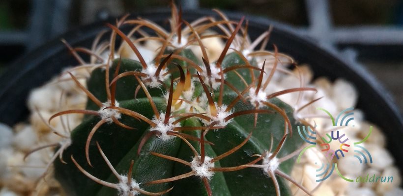 หมวกตุรกี Melocactus sp.