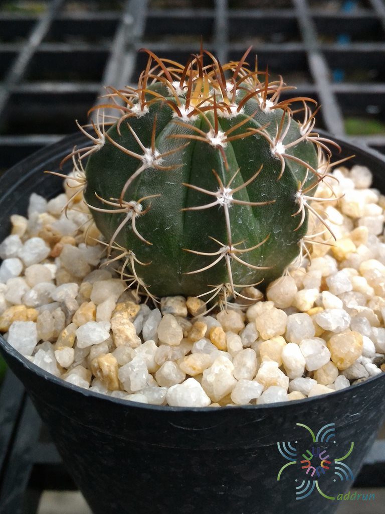 หมวกตุรกี Melocactus sp.