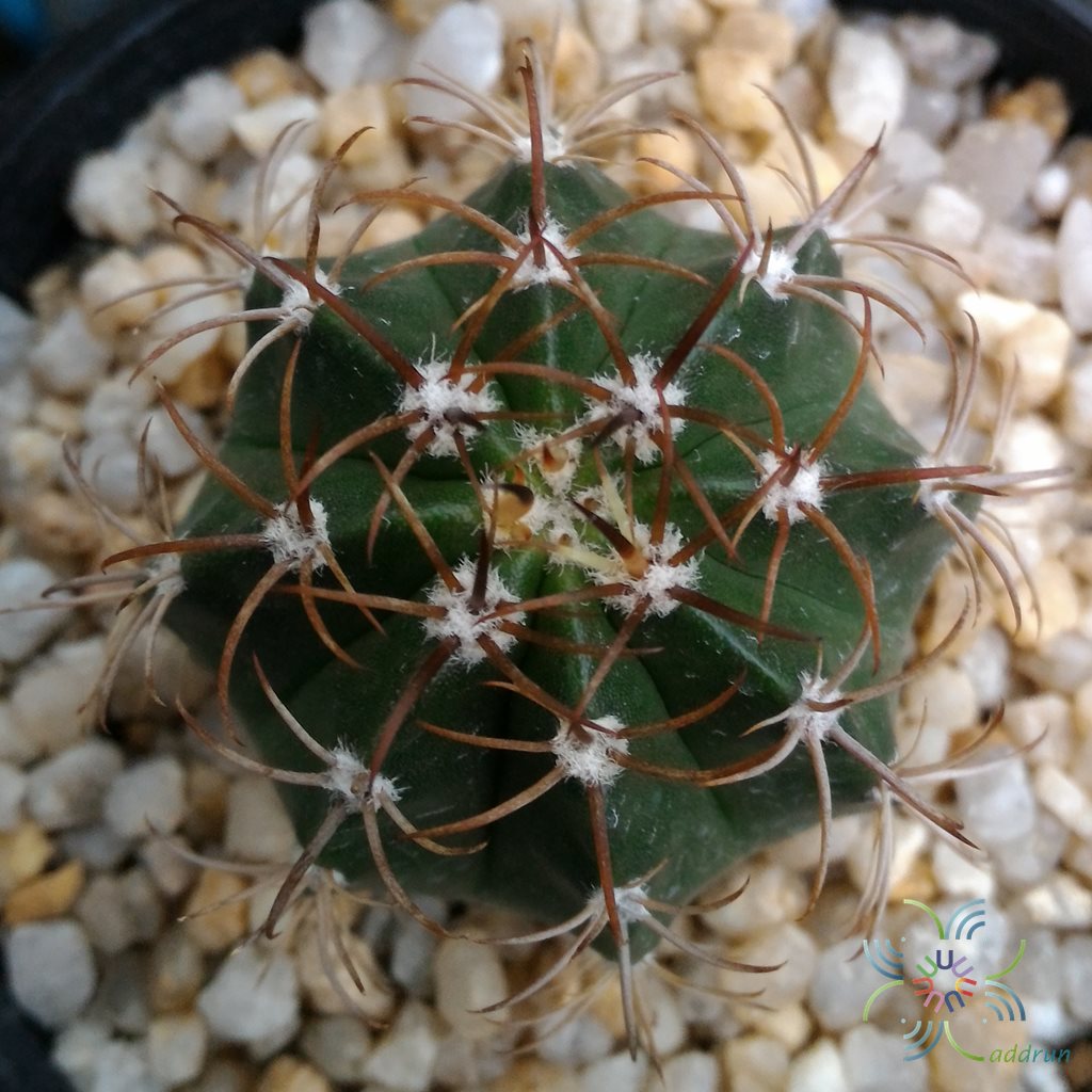 หมวกตุรกี Melocactus sp.