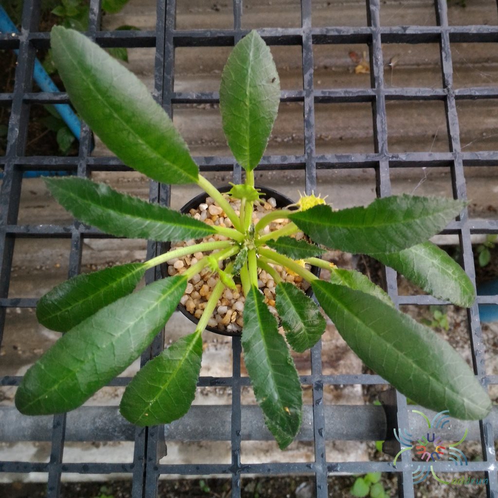 มะพร้าวทะเลทราย Dorstenia foetida Schweinf.