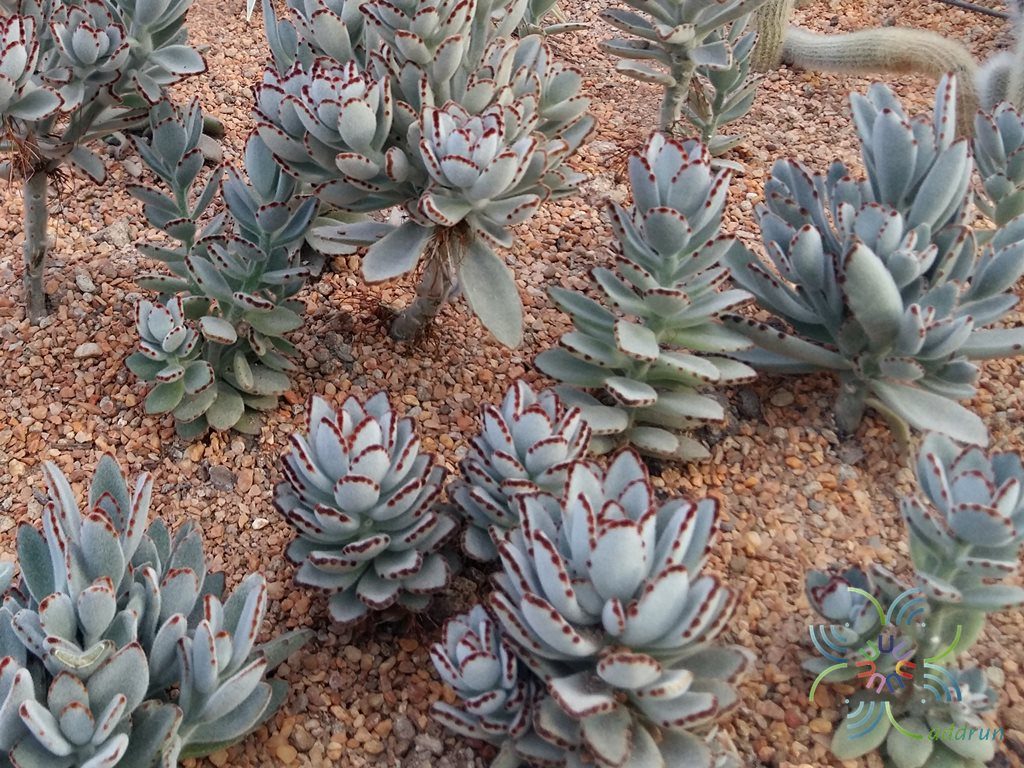 กุหลาบแพนด้า Kalanchoe tomentosa Baker