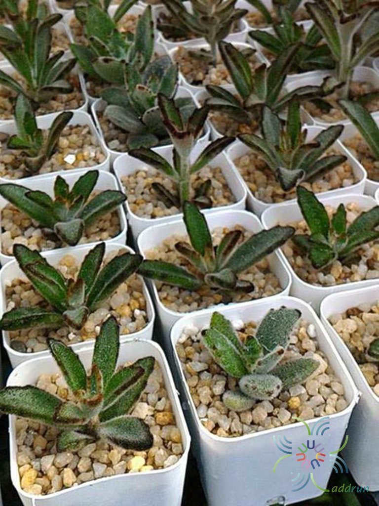 กุหลาบแพนด้า Kalanchoe tomentosa Baker