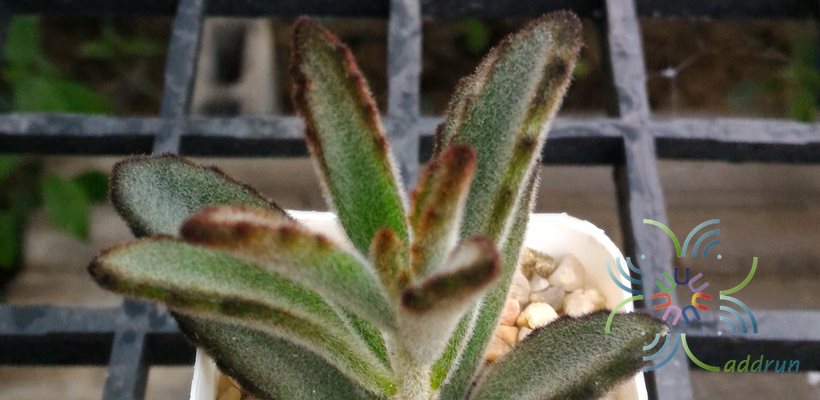 กุหลาบแพนด้า Kalanchoe tomentosa Baker