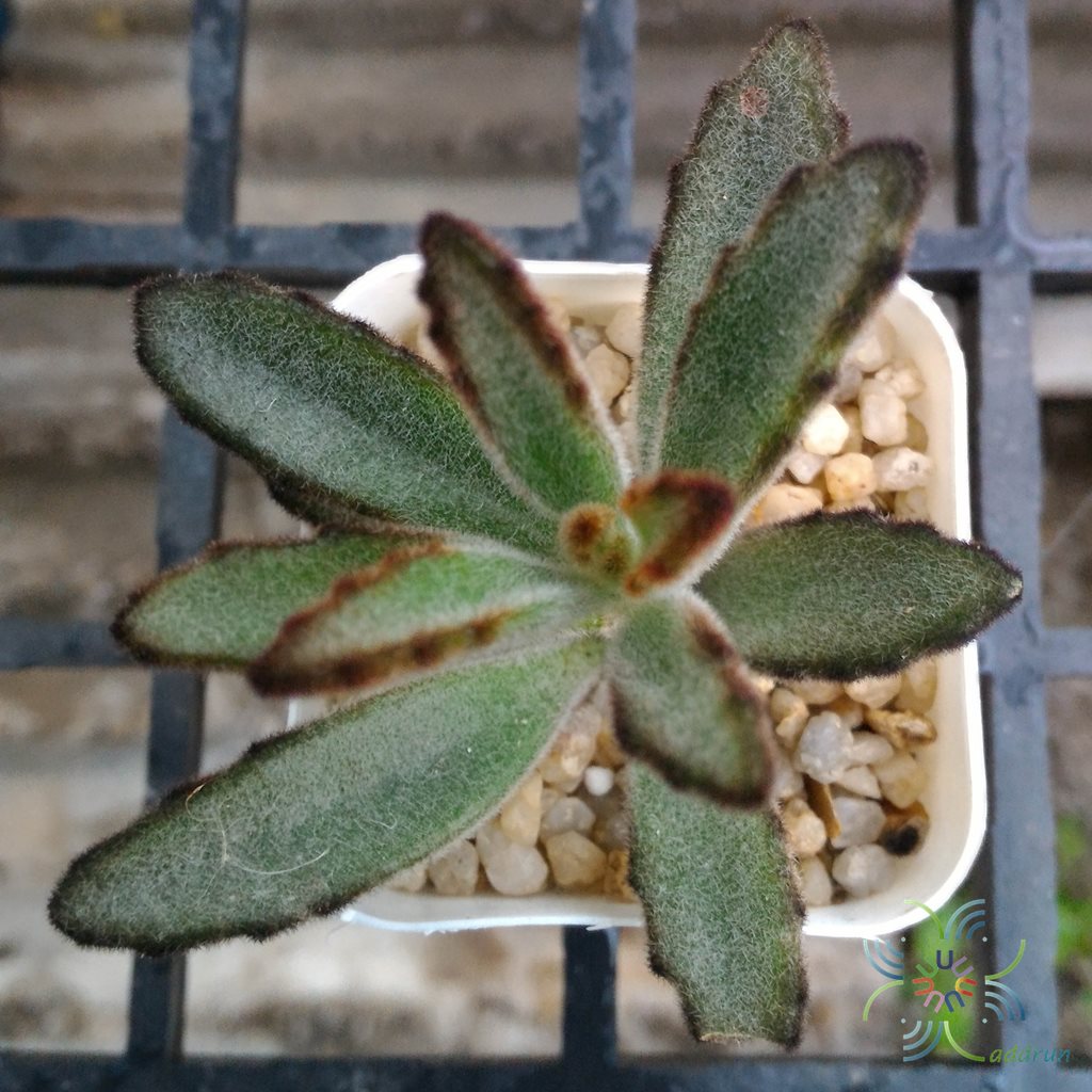 กุหลาบแพนด้า Kalanchoe tomentosa Baker