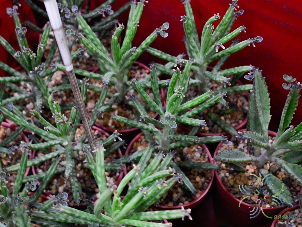 ไบรโอไฟลัม เดลากอนซ์ Bryophyllum delagoense (Eckl. & Zeyh.) Druce