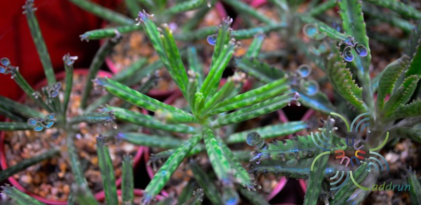 ไบรโอไฟลัม เดลากอนซ์ Bryophyllum delagoense (Eckl. & Zeyh.) Druce