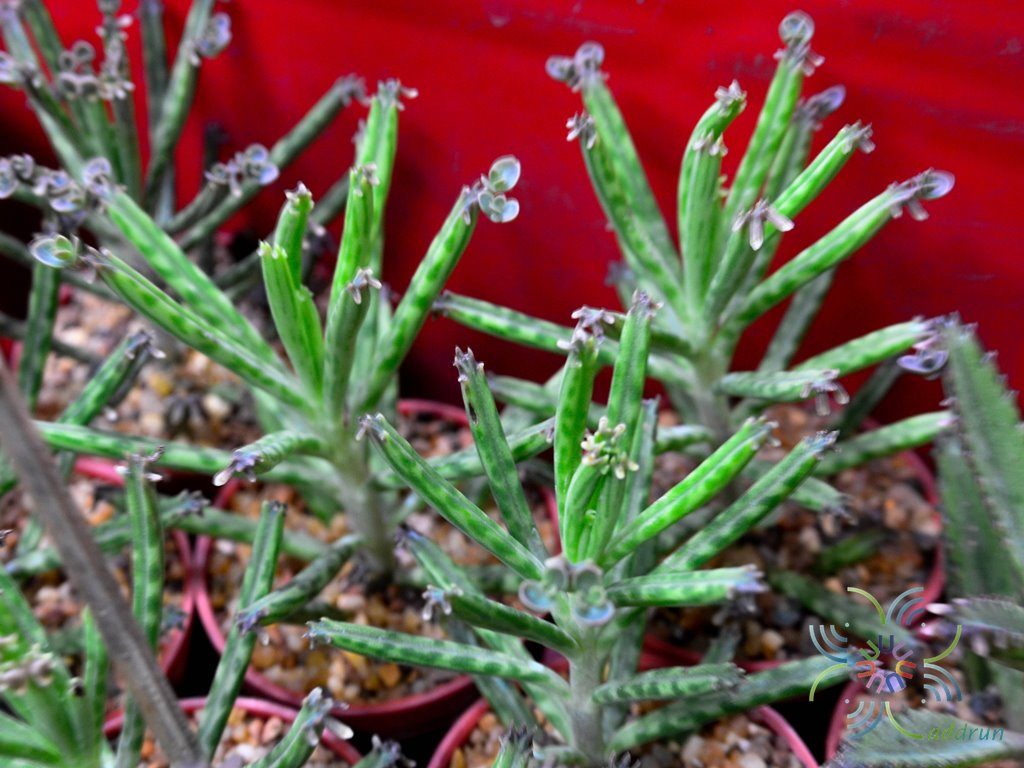 ไบรโอไฟลัม เดลากอนซ์ Bryophyllum delagoense (Eckl. & Zeyh.) Druce