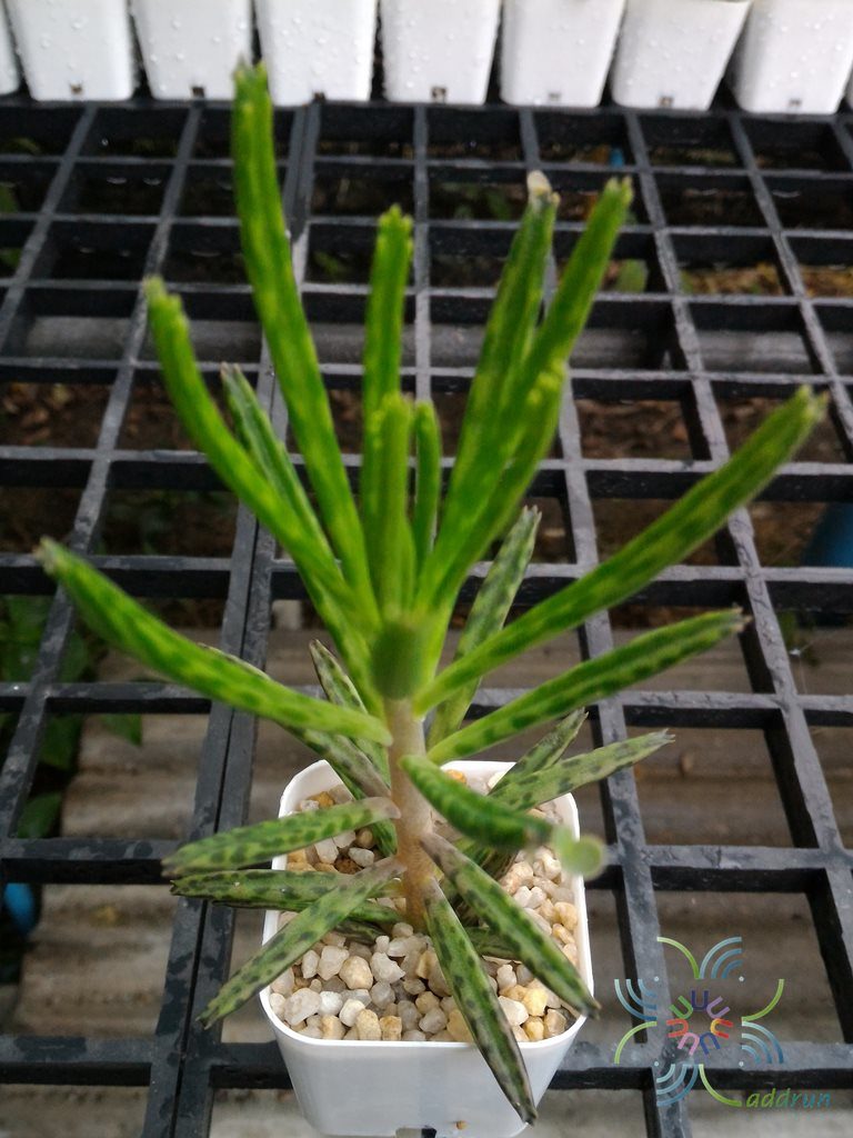 ไบรโอไฟลัม เดลากอนซ์ Bryophyllum delagoense (Eckl. & Zeyh.) Druce