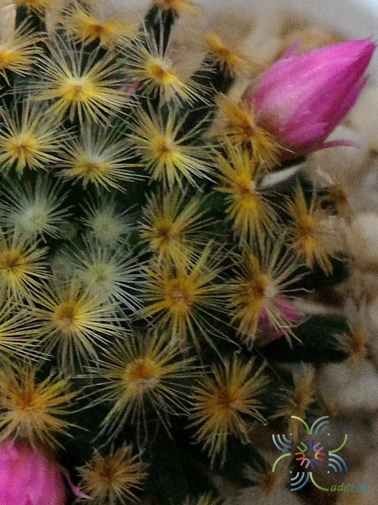 แมมขนนกเหลือง Mammillaria schiedeana Ehrenb. ex Schltdl.