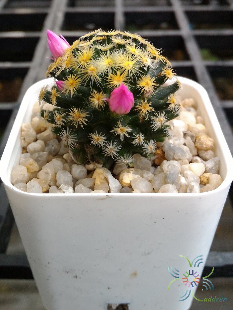 แมมขนนกเหลือง Mammillaria schiedeana Ehrenb. ex Schltdl.