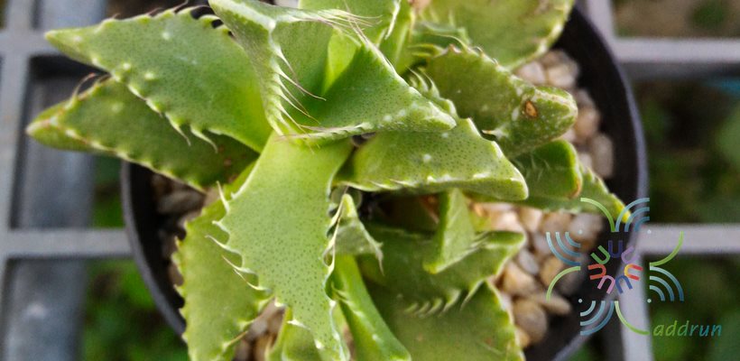 กรามเสือ Faucaria tigrina (Haw.) Schwantes