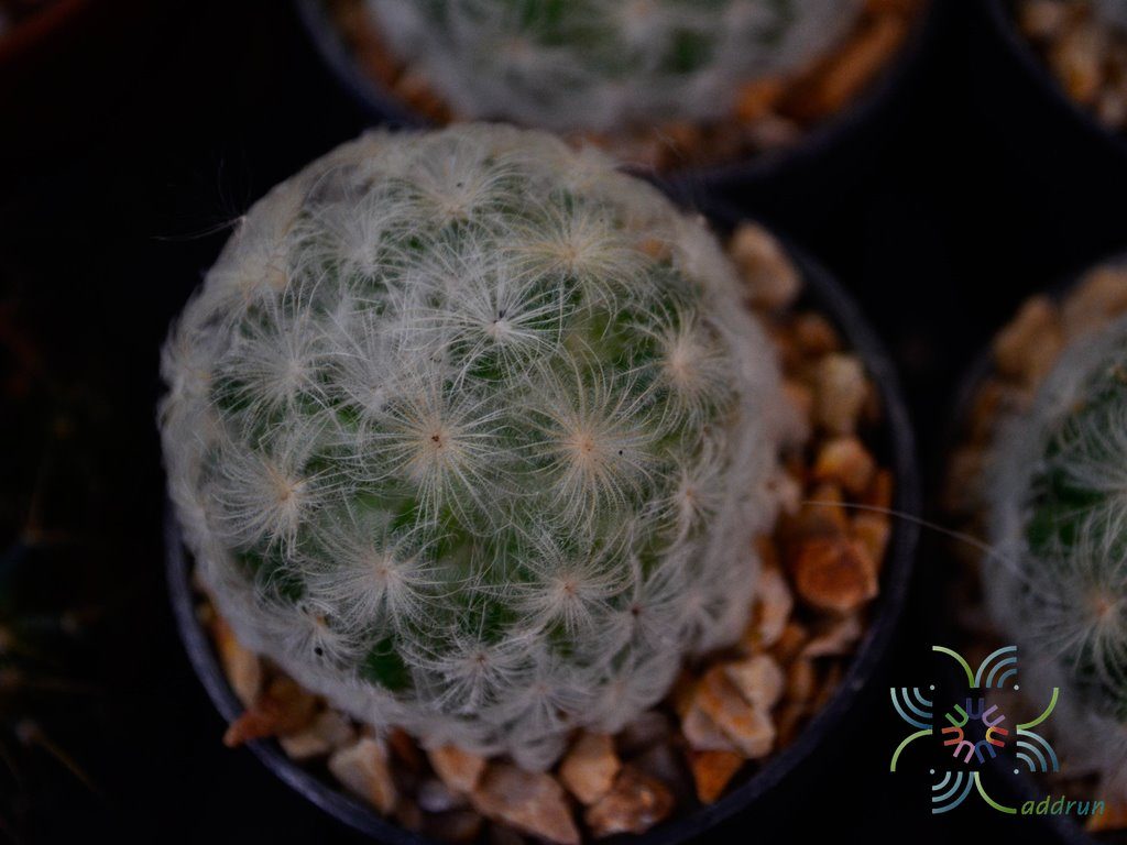 แมมขนนก Mammillaria plumosa F.A.C.Weber