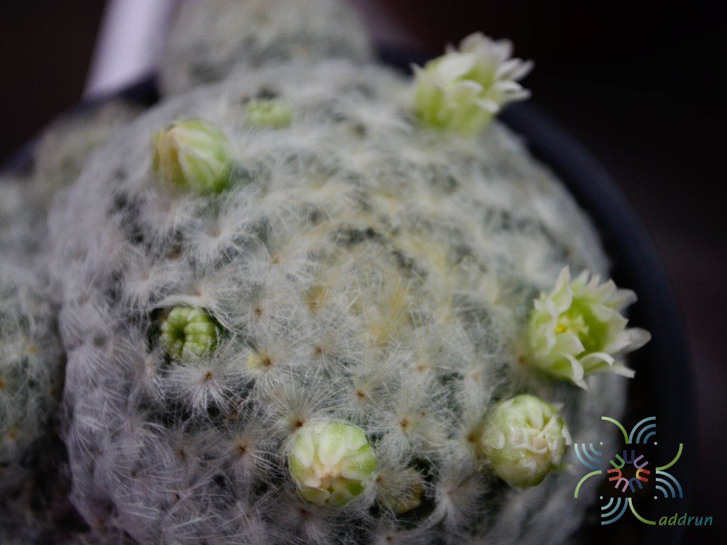 แมมขนนก Mammillaria plumosa F.A.C.Weber