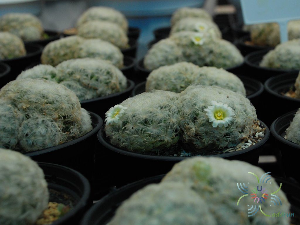 แมมขนนก Mammillaria plumosa F.A.C.Weber