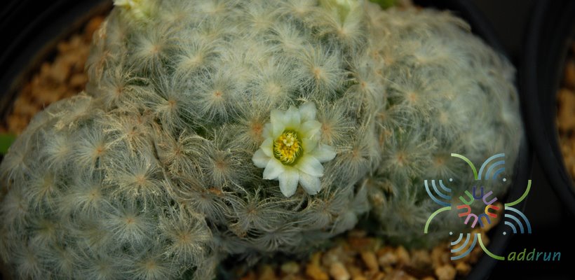 แมมขนนก Mammillaria plumosa F.A.C.Weber
