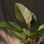 ฟิโลเดนดรอน เรดคองโก Philodendron spp.