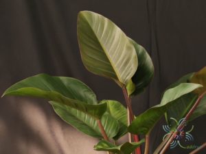 ฟิโลเดนดรอน เรดคองโก Philodendron spp.