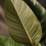 ฟิโลเดนดรอน เรดคองโก Philodendron spp.