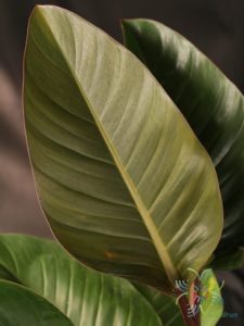 ฟิโลเดนดรอน เรดคองโก Philodendron spp.