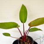 ฟิโลเดนดรอน เรดคองโก Philodendron spp.