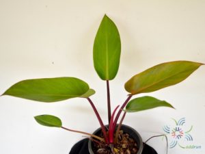 ฟิโลเดนดรอน เรดคองโก Philodendron spp.