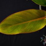 ฟิโลเดนดรอน เรดคองโก Philodendron spp.