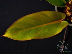 ฟิโลเดนดรอน เรดคองโก Philodendron spp.