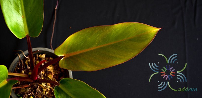 ฟิโลเดนดรอน เรดคองโก Philodendron spp.