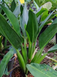 ฟิโลเดนดรอน ก้านป่อง Philodendron martianum sp.