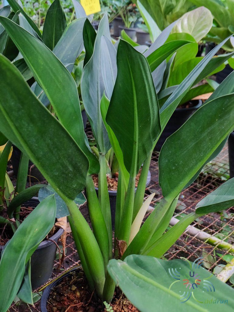 ฟิโลเดนดรอน ก้านป่อง Philodendron martianum sp.