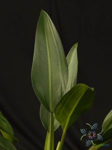 ฟิโลเดนดรอน ก้านป่อง Philodendron martianum sp.