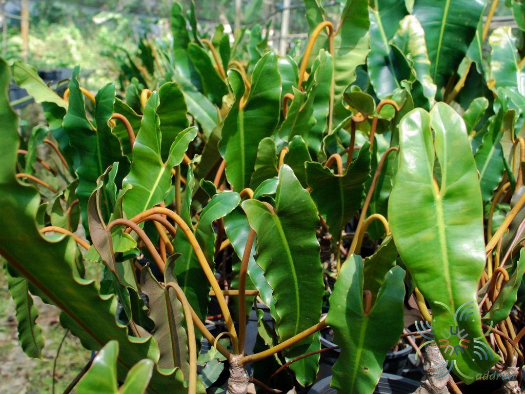 ฟิโลเดนดรอน ก้านส้ม Philodendron billietiae Croat