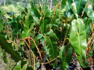 ฟิโลเดนดรอน ก้านส้ม Philodendron billietiae Croat