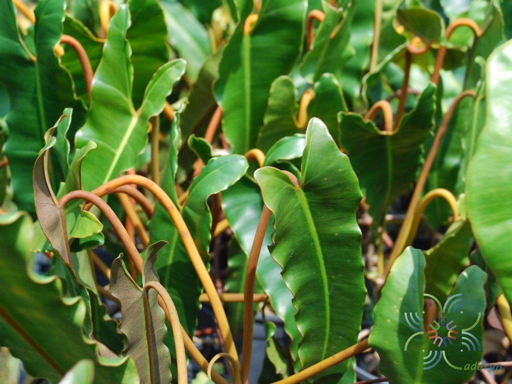 ฟิโลเดนดรอน ก้านส้ม Philodendron billietiae Croat