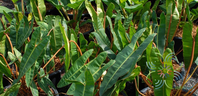 ฟิโลเดนดรอน ก้านส้ม Philodendron billietiae Croat