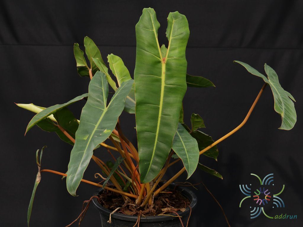 ฟิโลเดนดรอน ก้านส้ม Philodendron billietiae Croat