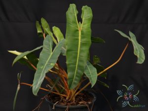 ฟิโลเดนดรอน ก้านส้ม Philodendron billietiae Croat