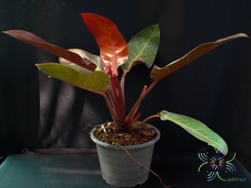 ฟิโลเดนดรอน ช็อคโก Philodendron spp.