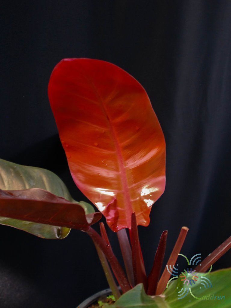ฟิโลเดนดรอน ช็อคโก Philodendron spp.