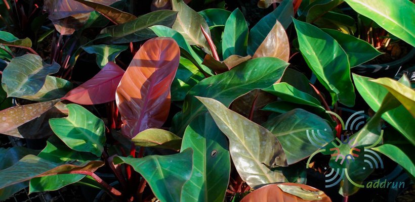 ฟิโลเดนดรอน ช็อคโก Philodendron spp.