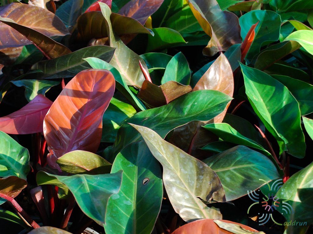 ฟิโลเดนดรอน ช็อคโก Philodendron spp.
